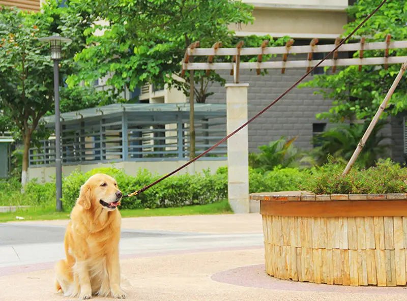 Braided Leather Dog Leash